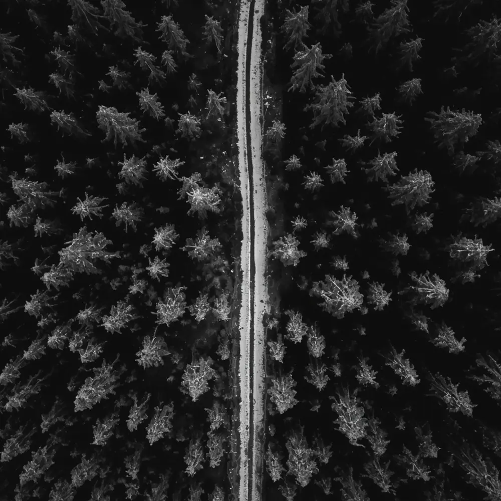 тропа в лесу